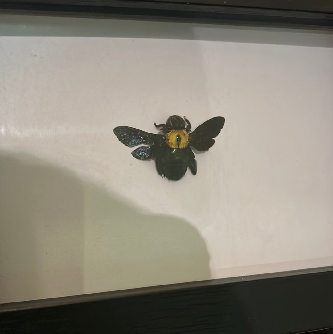 Xylocopa confusa (Carpenter Bee) frame