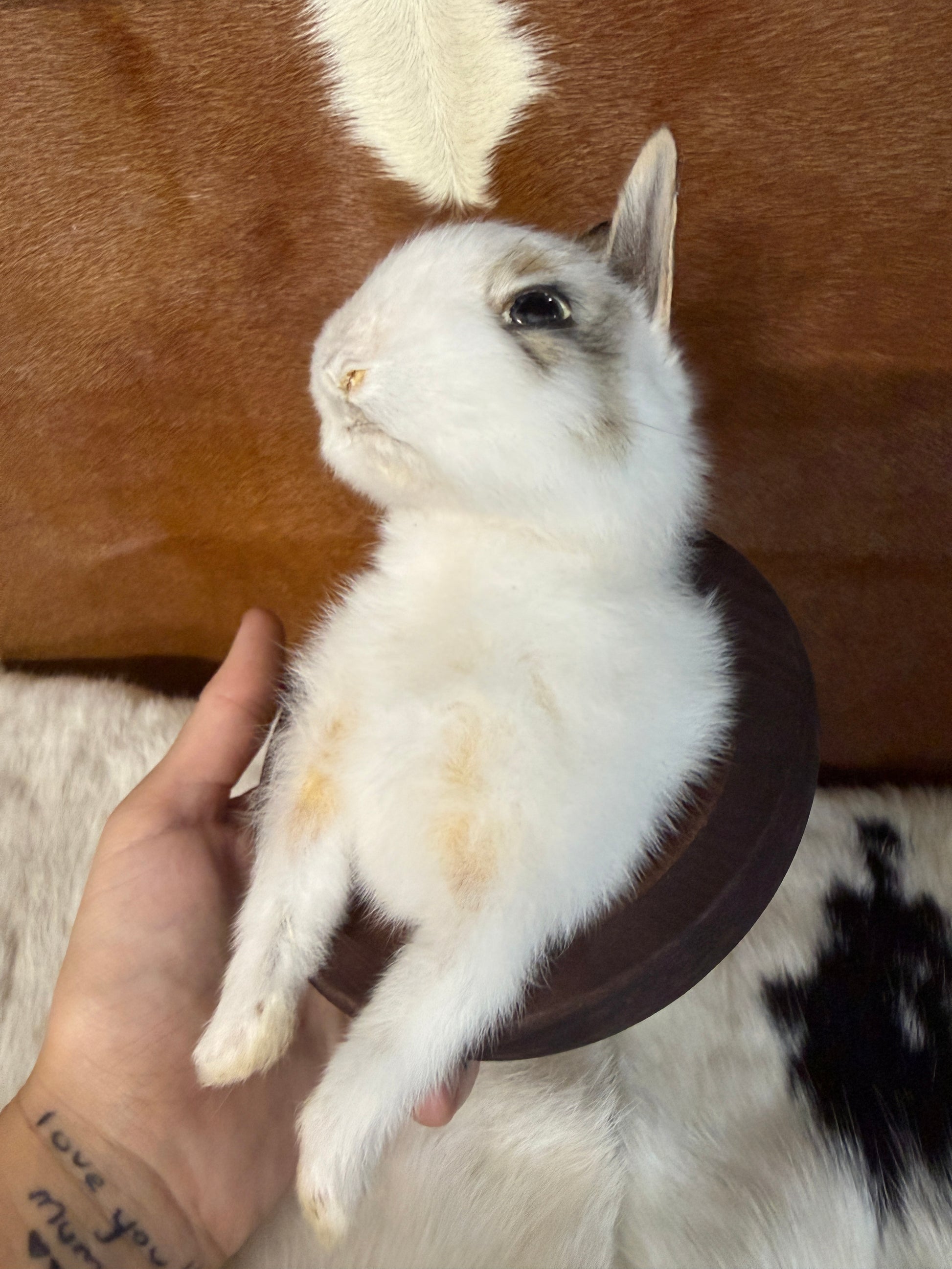 Bunny Bust Wall Mount 'Nibbler' - Pumpkin Cat Collectables