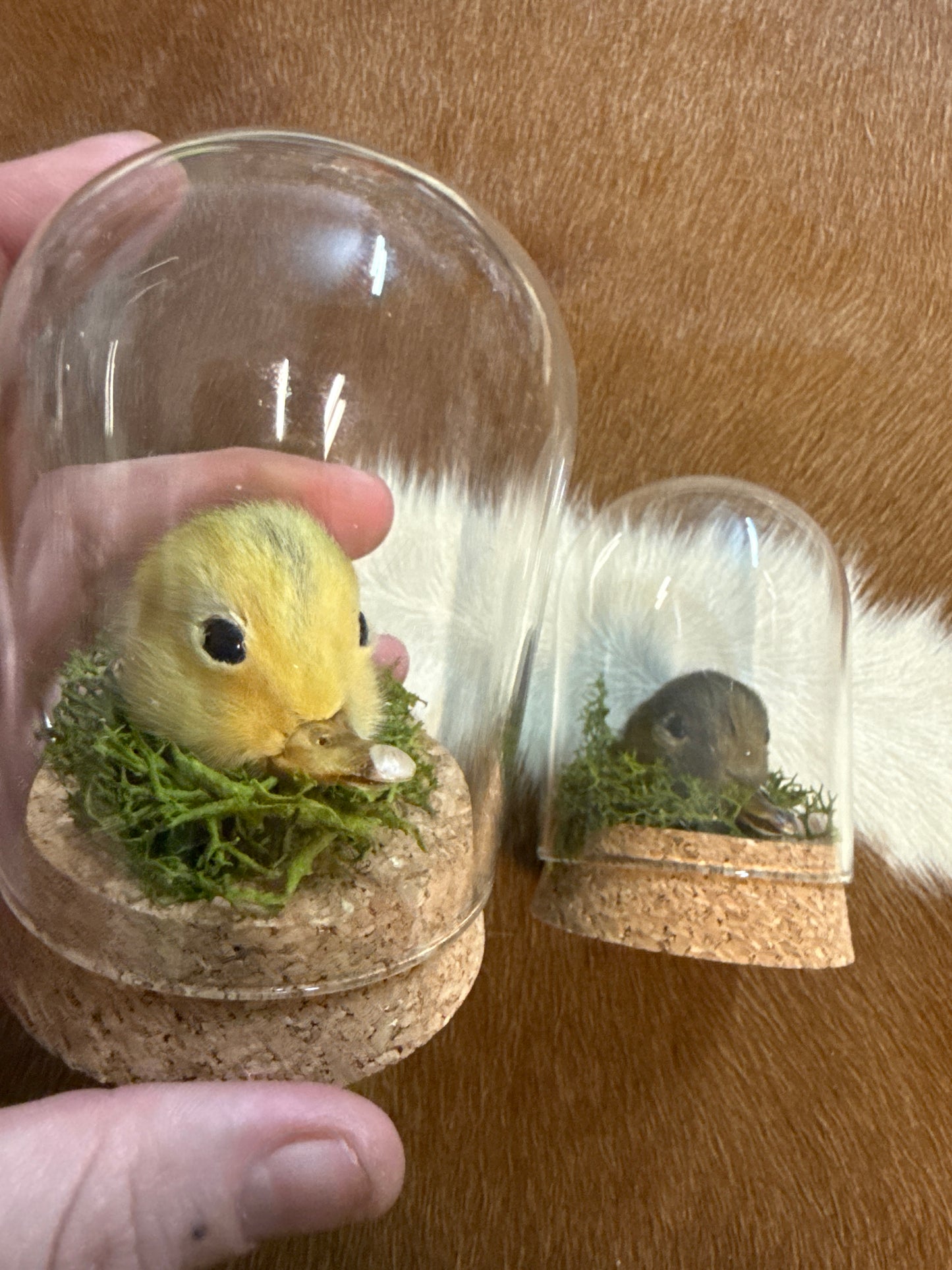 Duck Head Dome