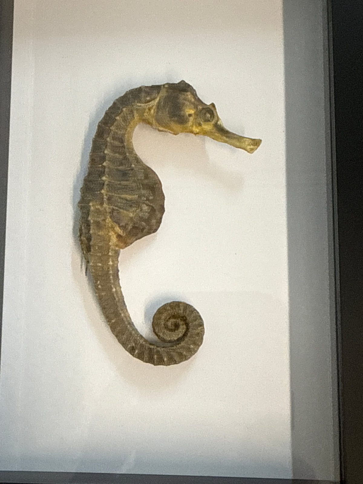 Preserved Seahorse in a Frame