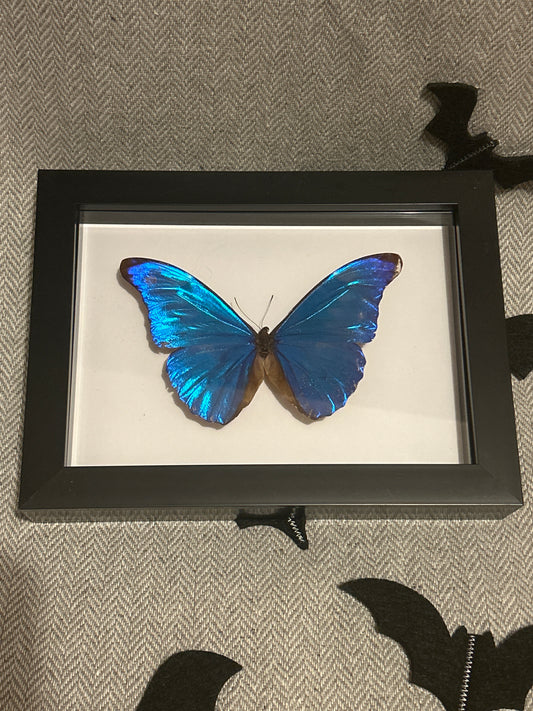 Morpho rhetenor cacica Butterfly in a frame