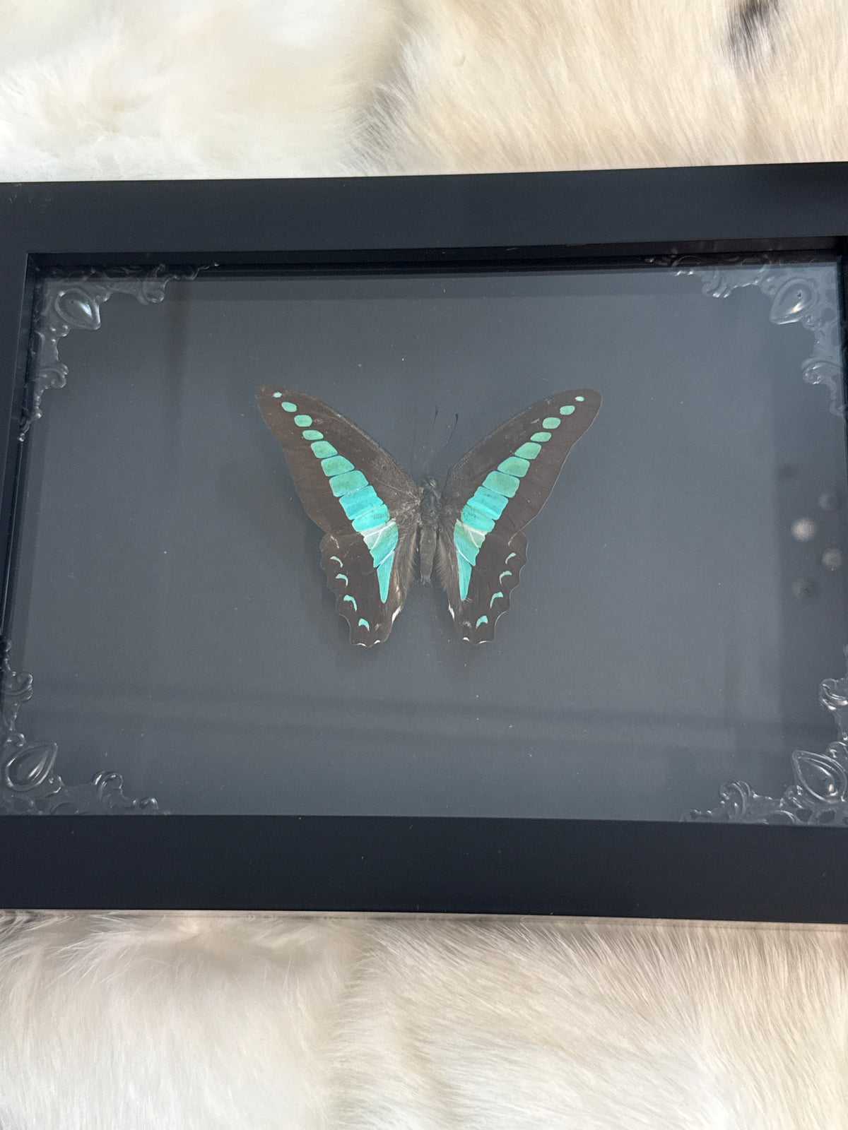 Common Blue Bottle Butterfly in a Frame