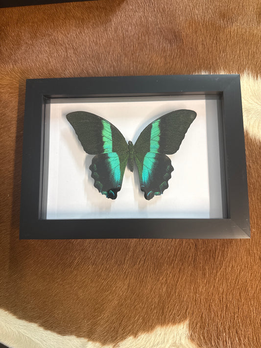 Papilio blumei Butterfly in a frame - A2