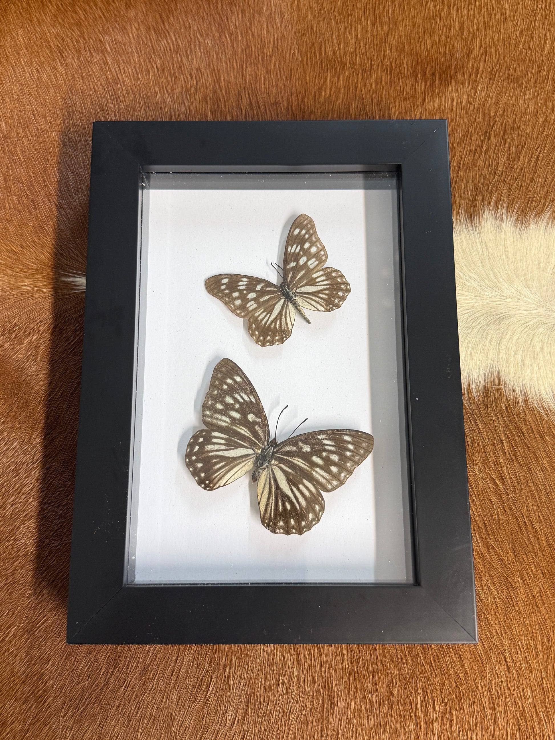 Butterfly duo frame - Pumpkin Cat Collectables