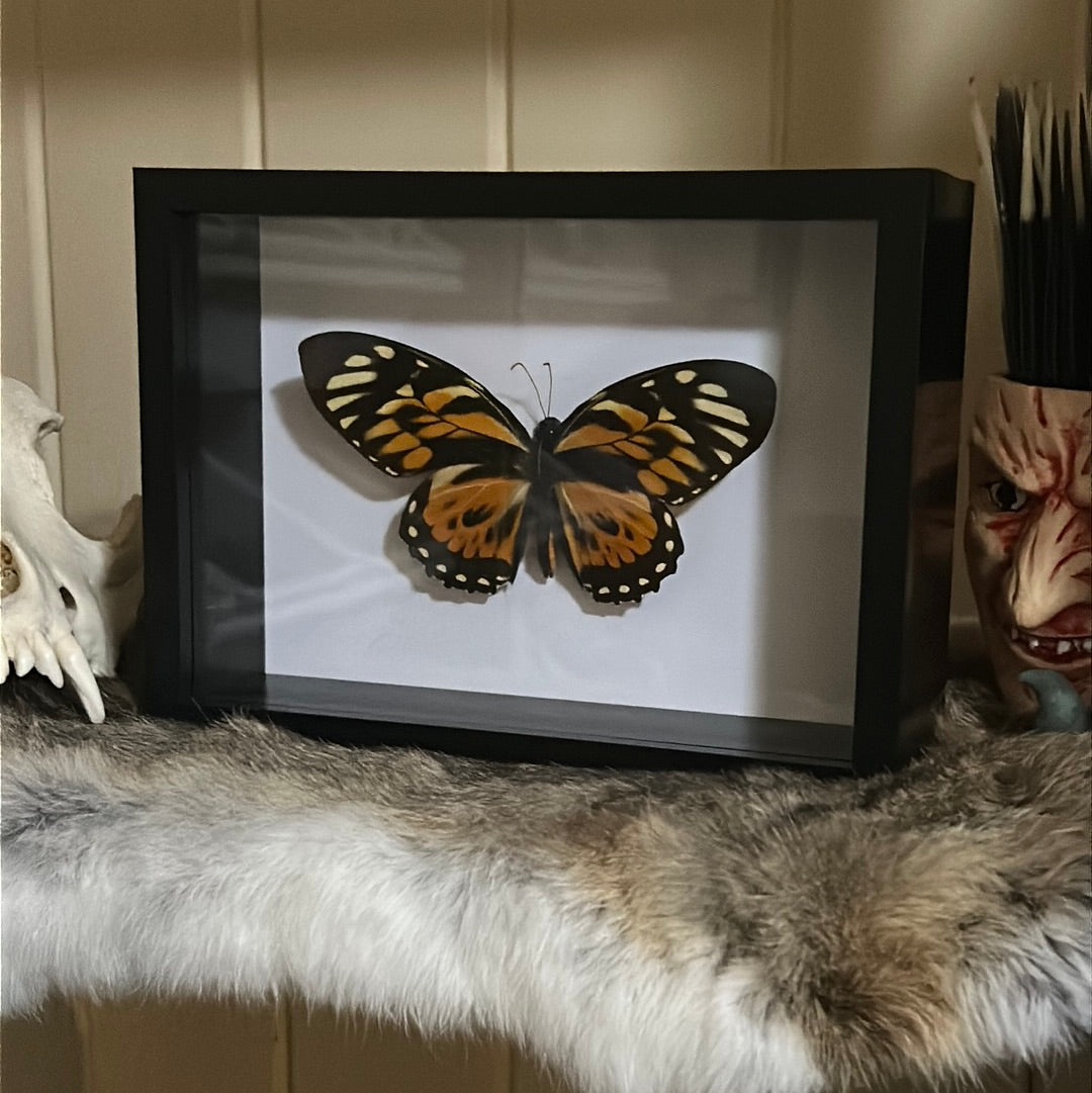 Pterourus Zagreus Butterfly in a frame