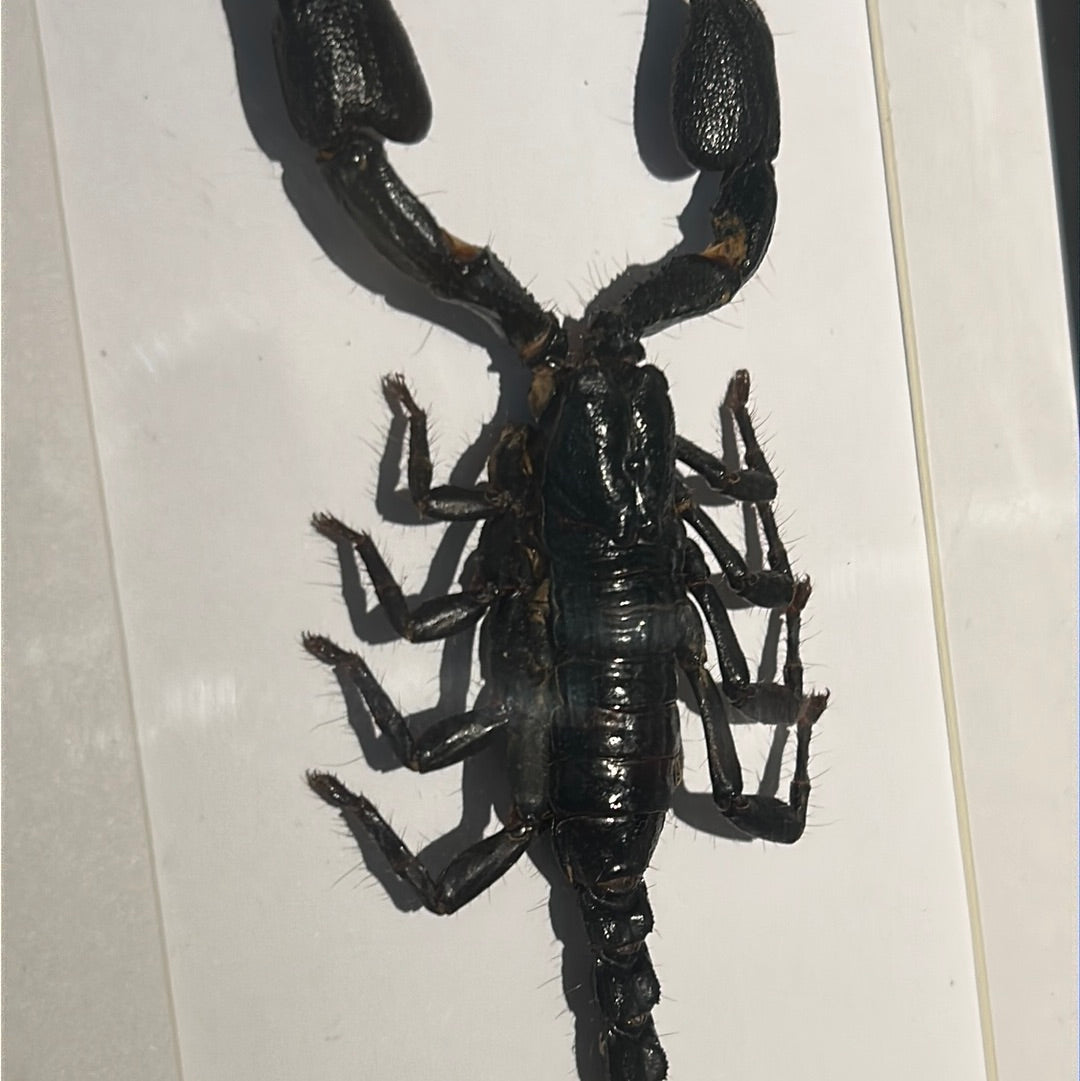 Heterometrus cyaneus Scorpion in a frame