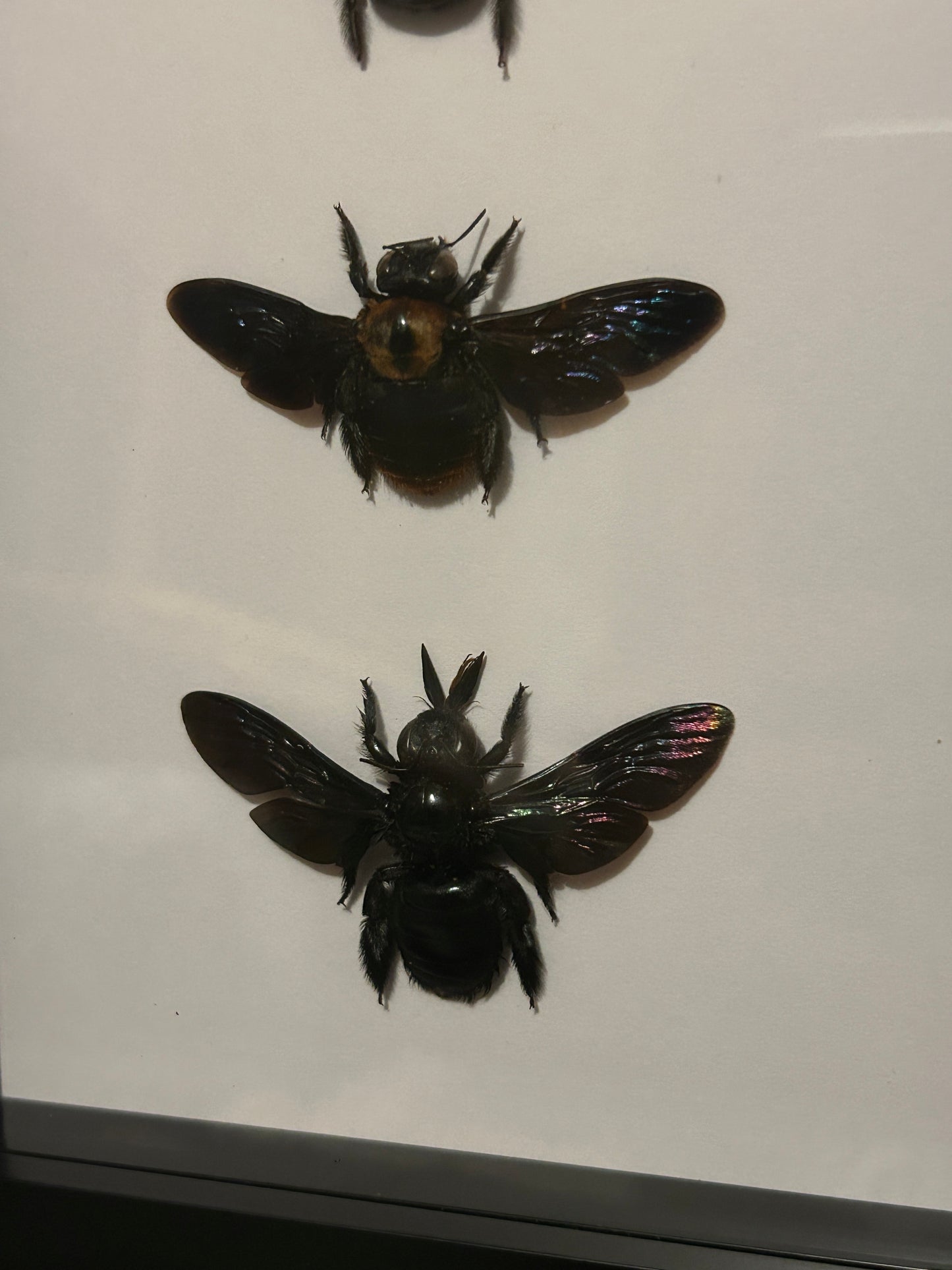 Dark Bee Trio Frame