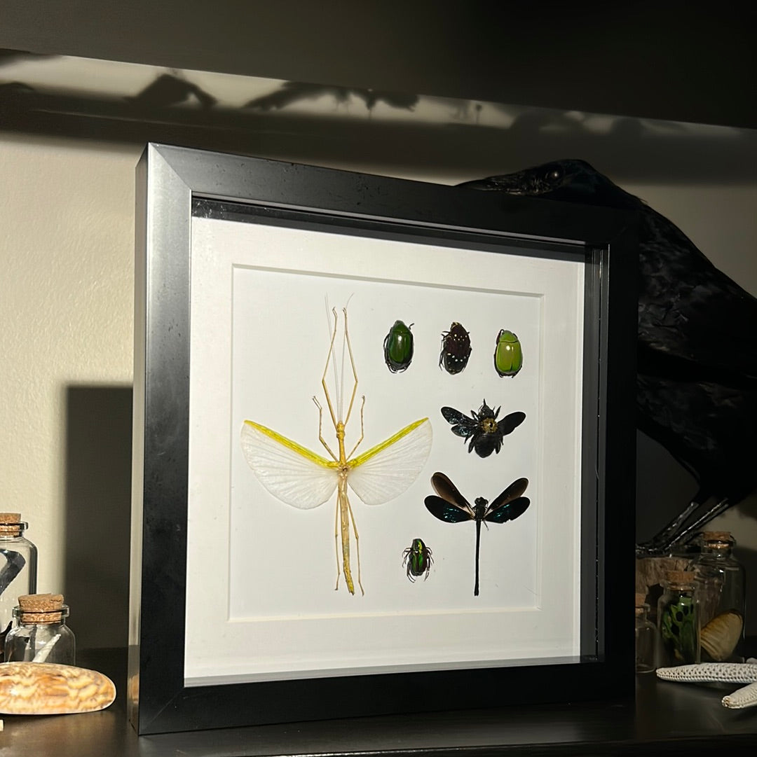 Insect Jigsaw Frame