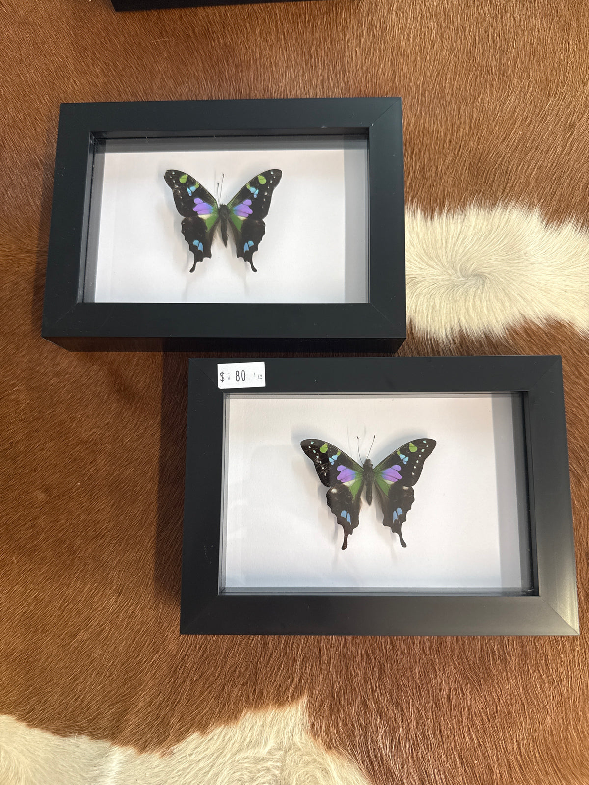 Graphium weiski Butterfly in a Frame