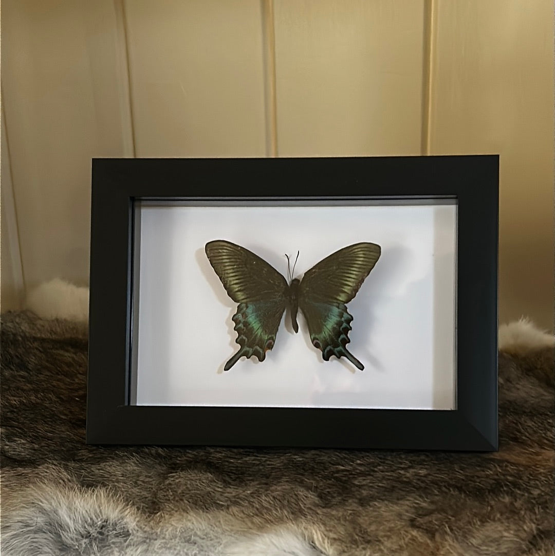 Papilio Maackii butterfly in a frame