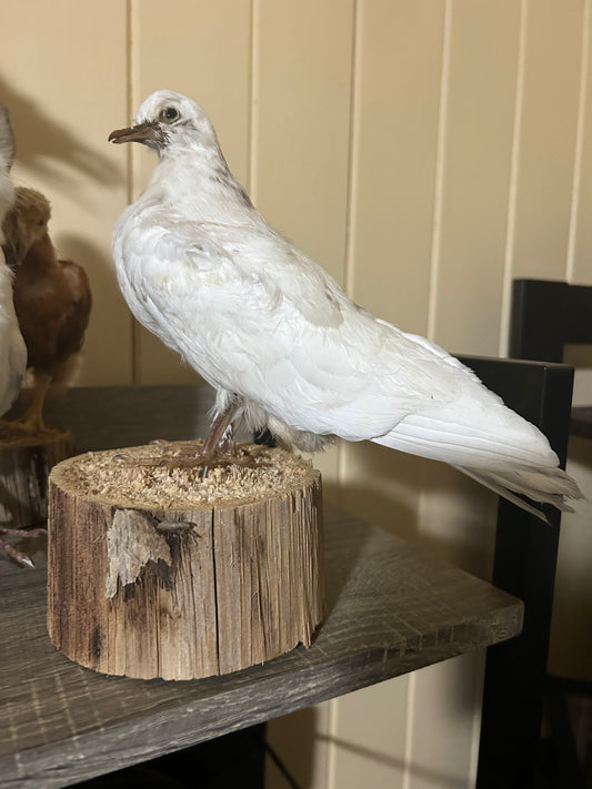 White Fleck Pigeon Mount