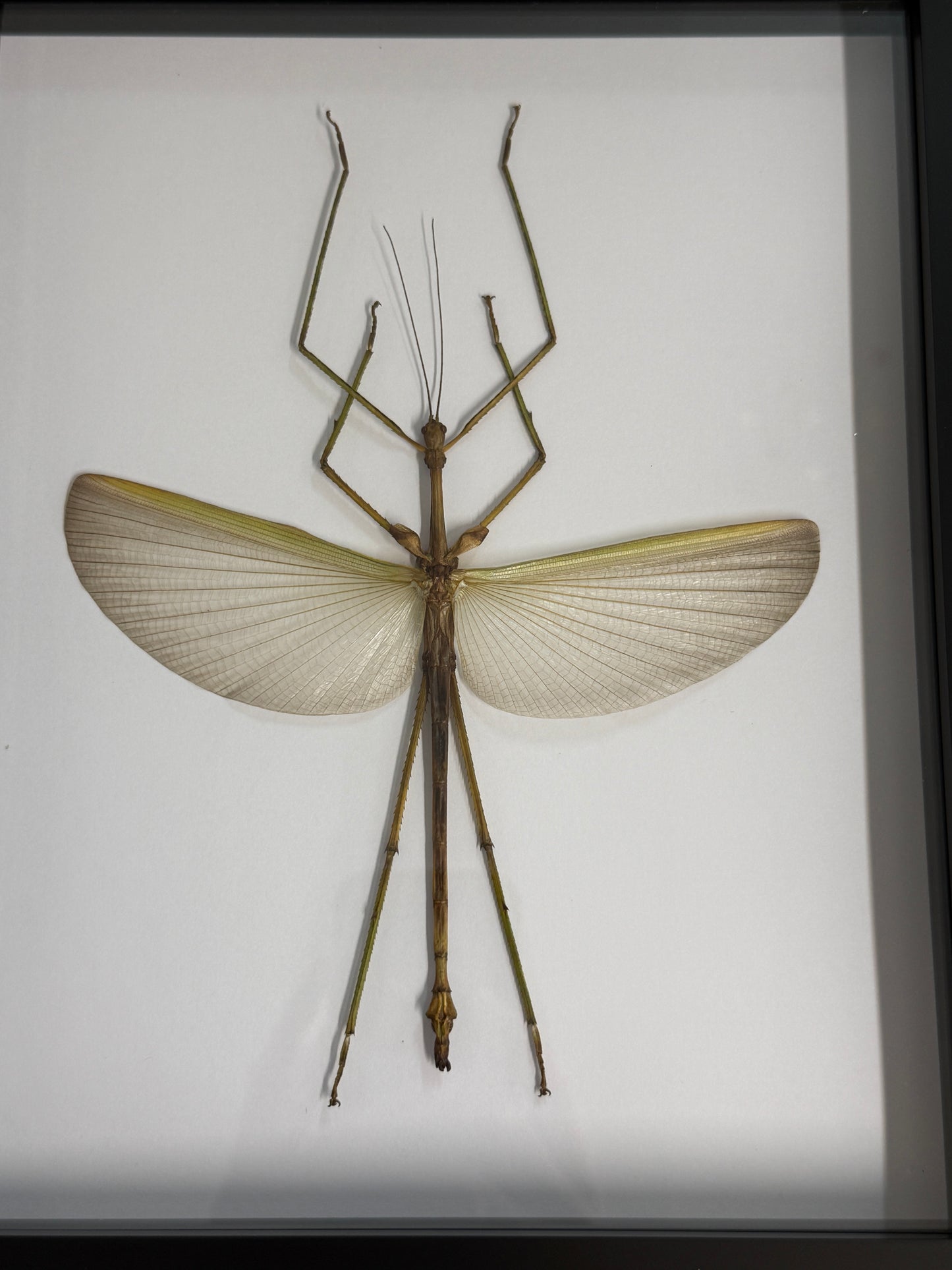 Pharnacia sumatrana Stick Insect Frame