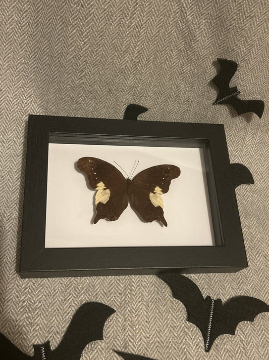 Neorina lowii neophyte Butterfly frame