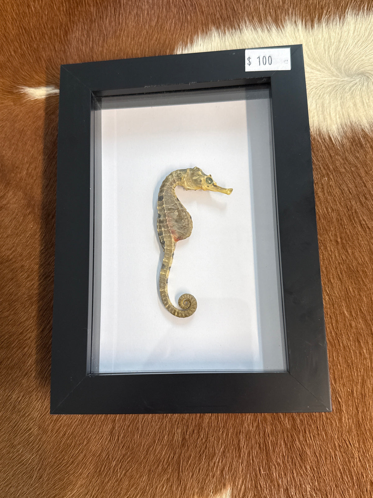 Preserved Seahorse in a Frame
