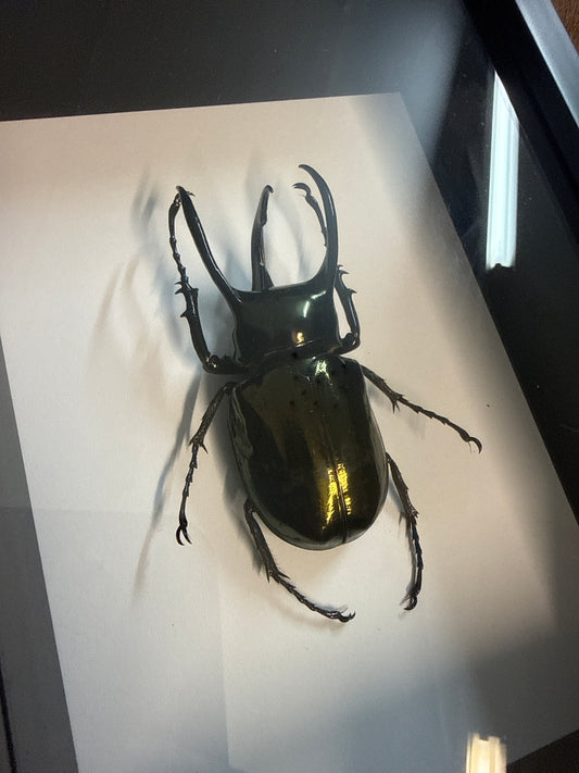 Chalcosoma atlas keyboh Beetle in a frame