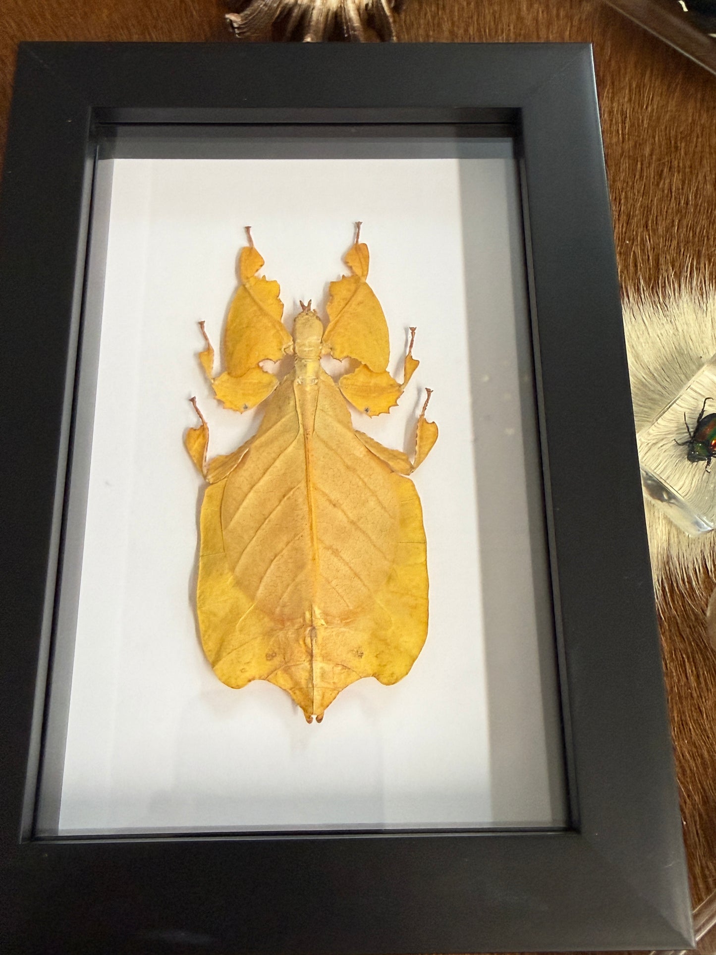 Phyllium pulchrifolium Leaf Insect Frame - Yellow Female RARE