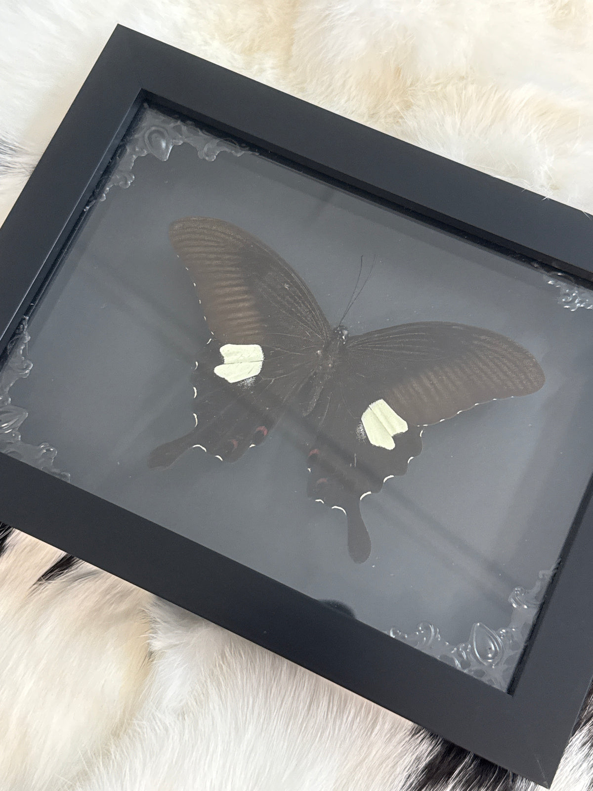 Red Helen Butterfly in a Frame