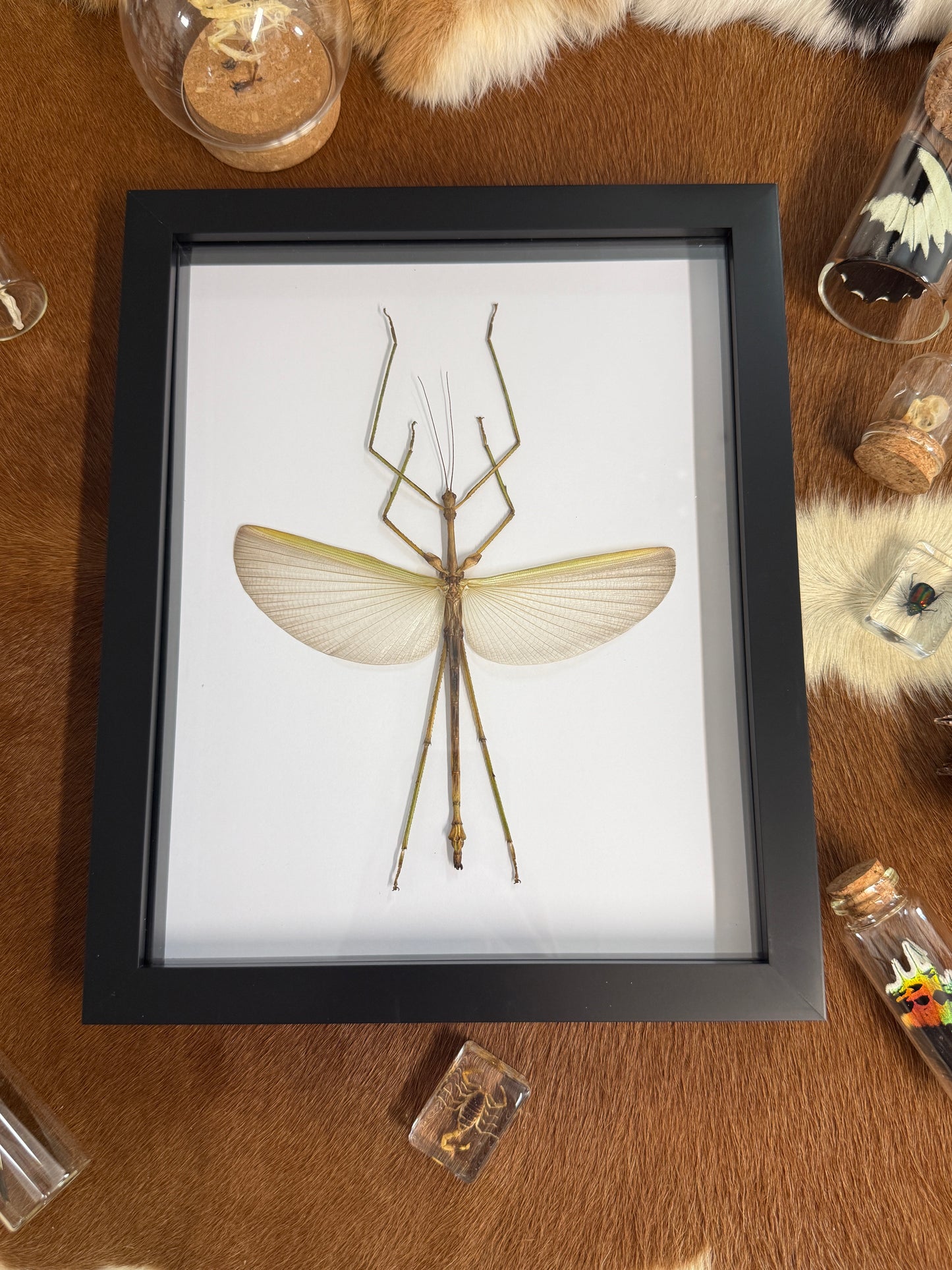 Pharnacia sumatrana Stick Insect Frame