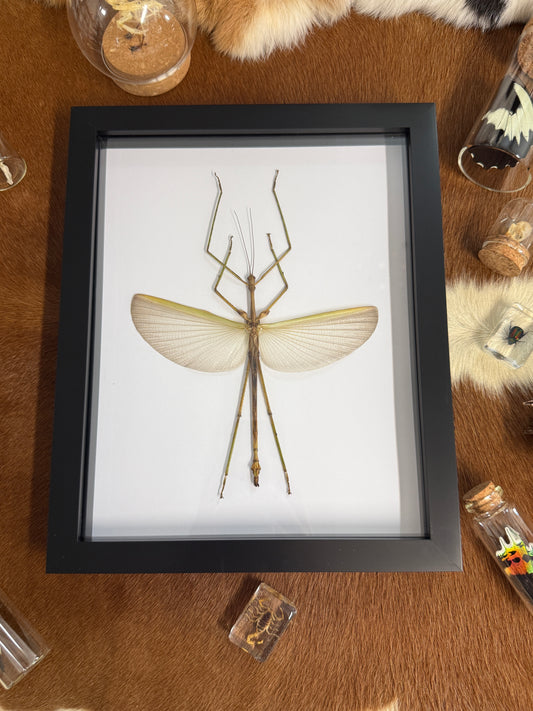 Pharnacia sumatrana Stick Insect Frame