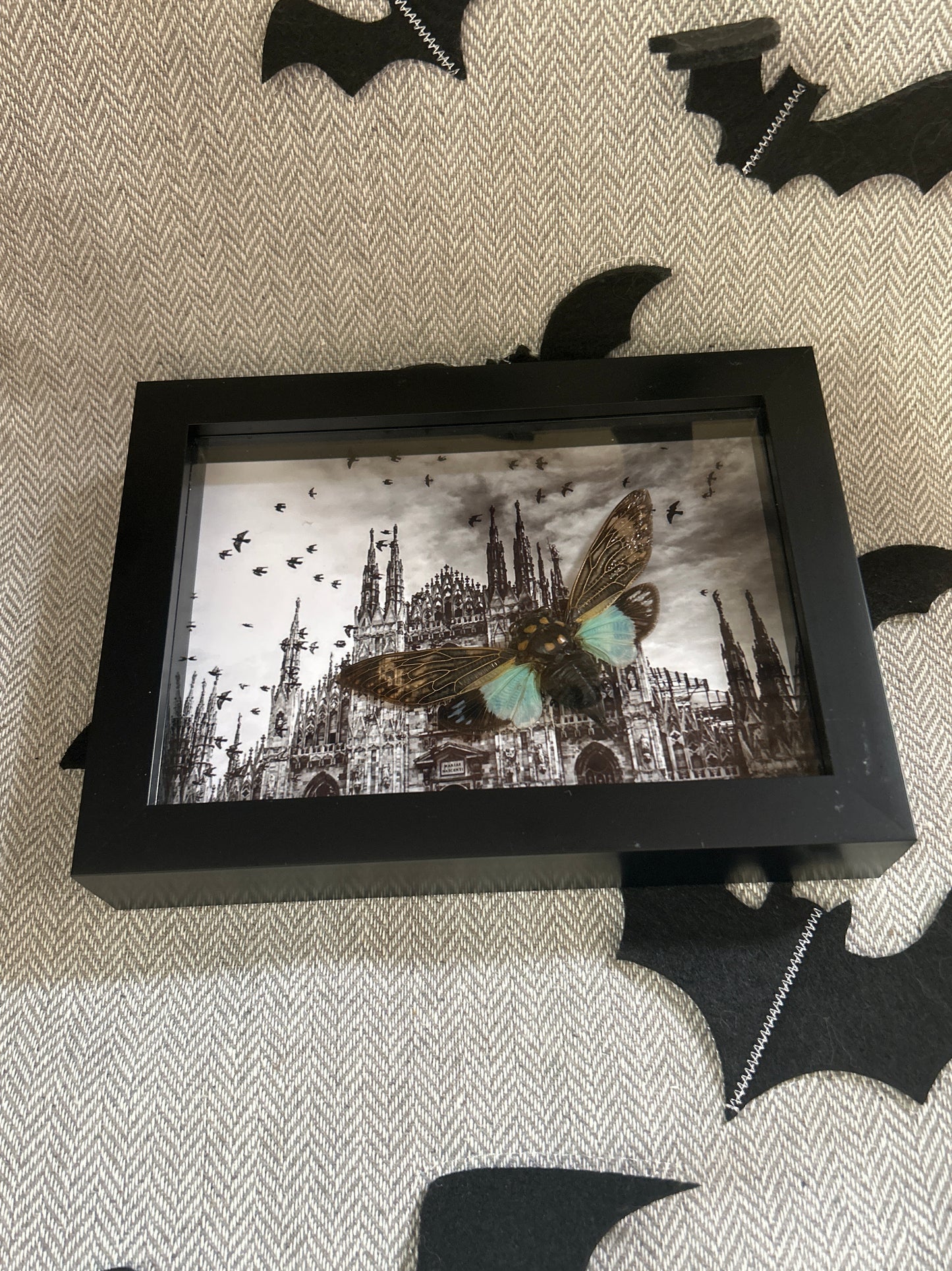 Cicada Cathedral Frame