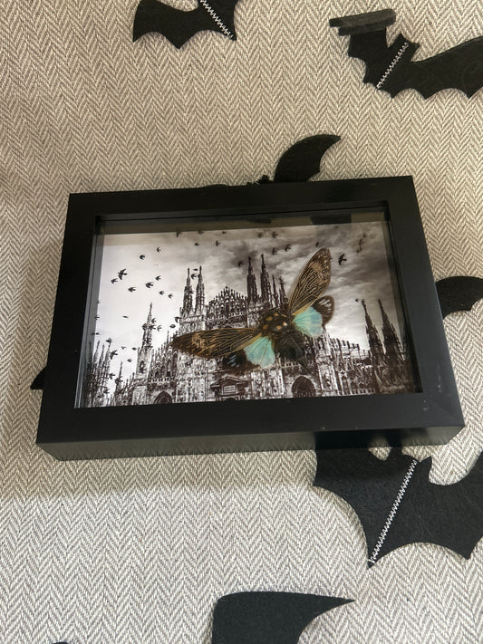 Cicada Cathedral Frame