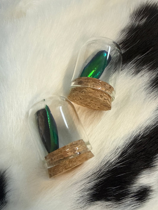 Jewel Beetle Wings Oddity Jar