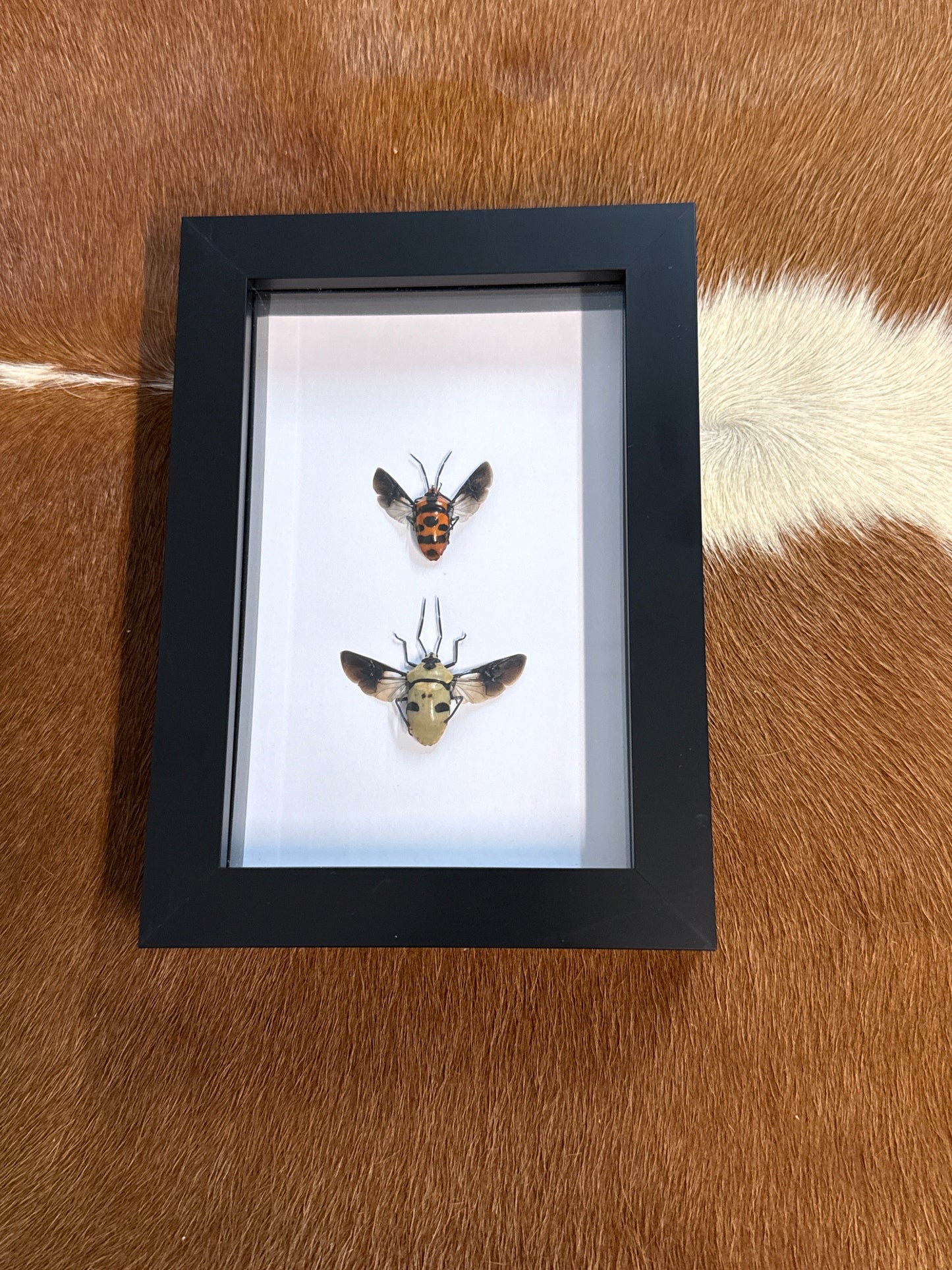 Stink Bug Duo Frame