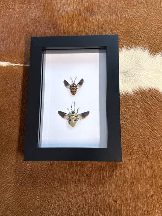 Stink Bug Duo Frame