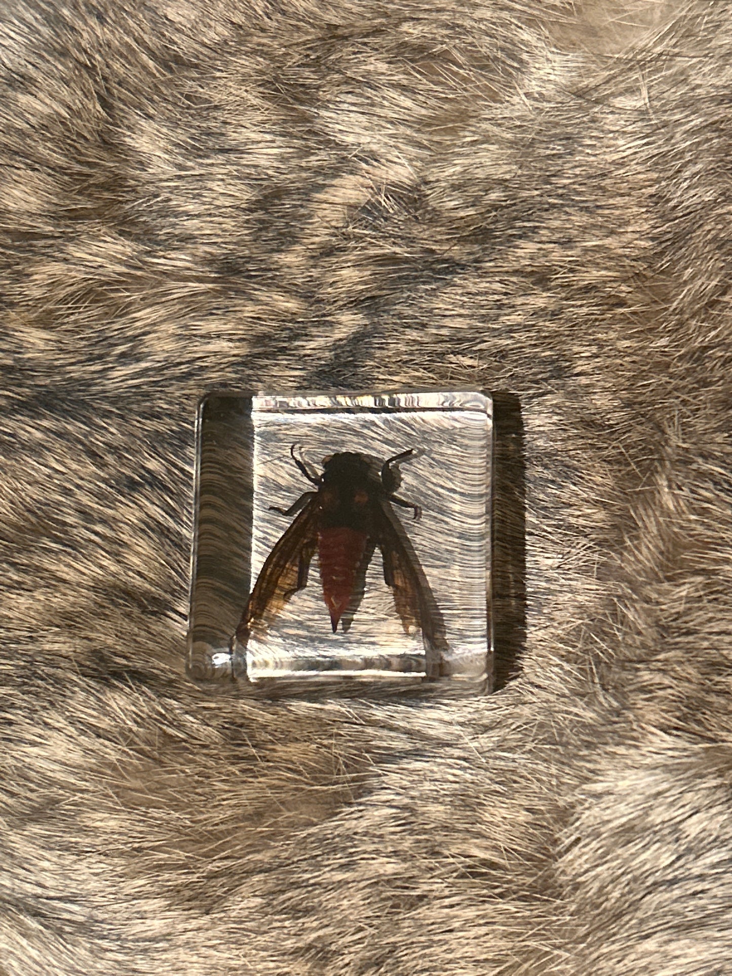 Small Cicada in Resin Block