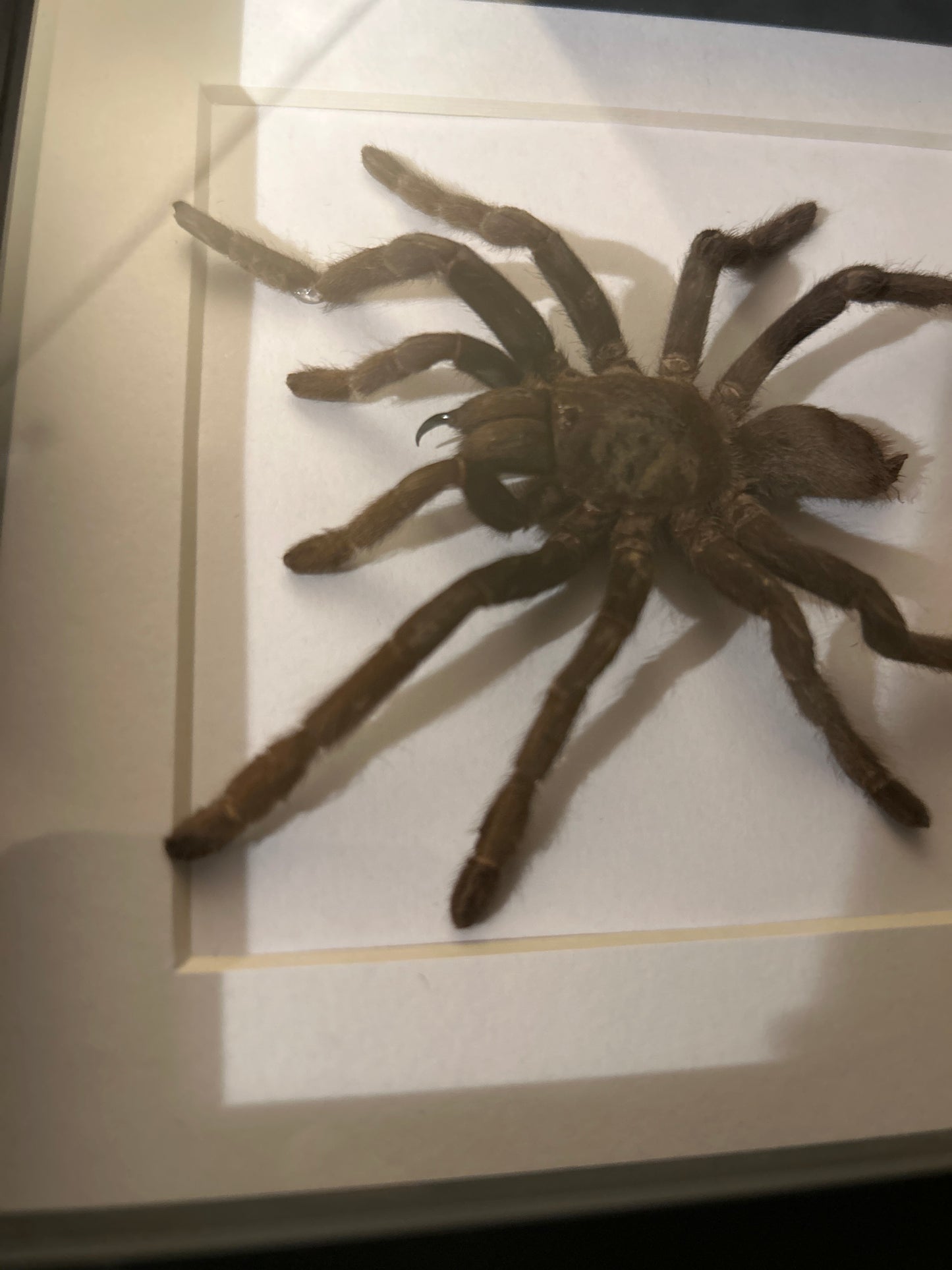 Java Yellow Kneed Tarantula in a frame