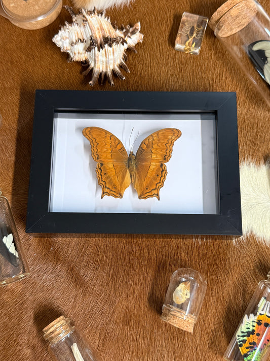 Vindula dejone celebensis Butterfly Frame