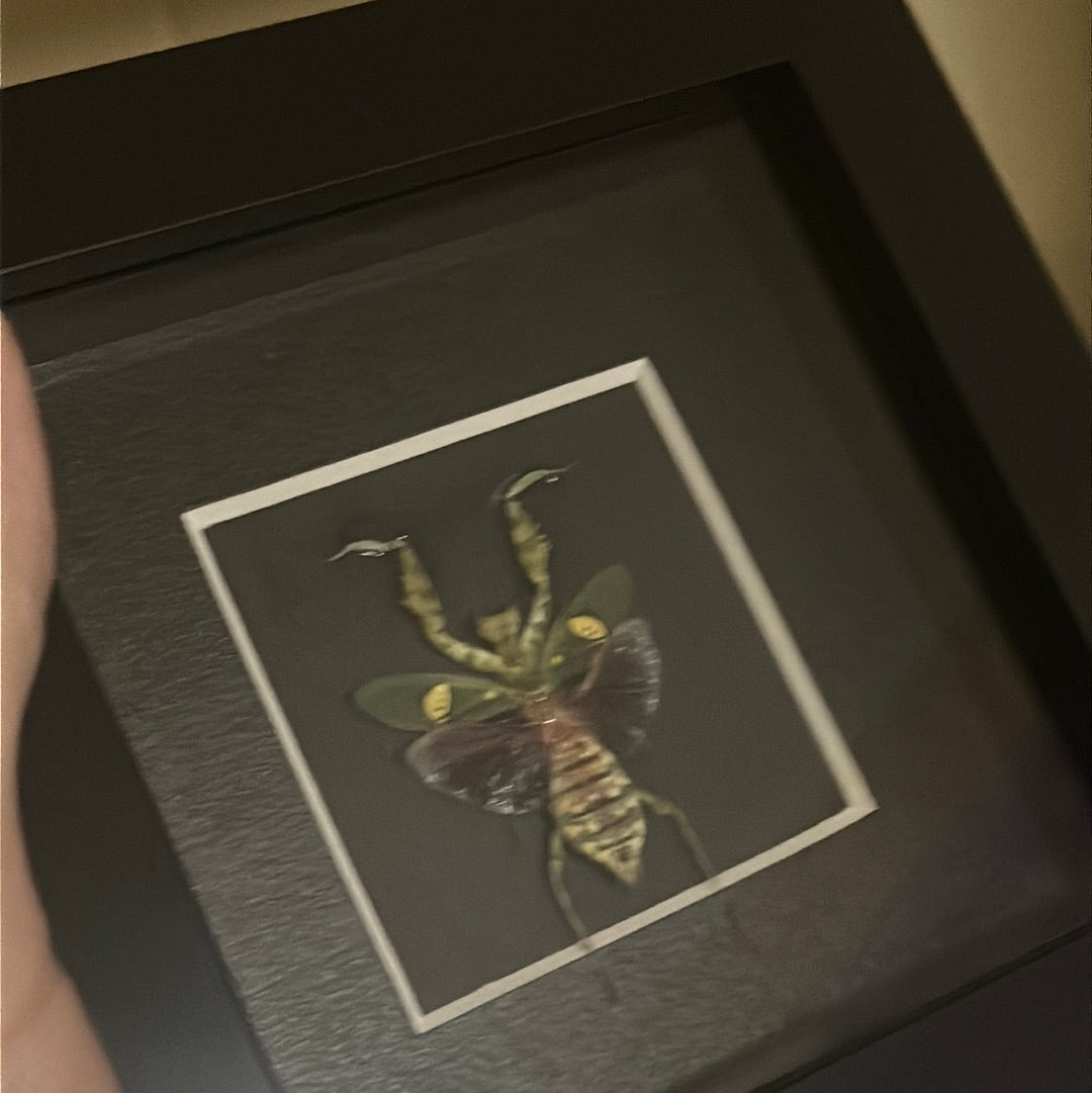 Jeweled Flower Mantis in a frame A2