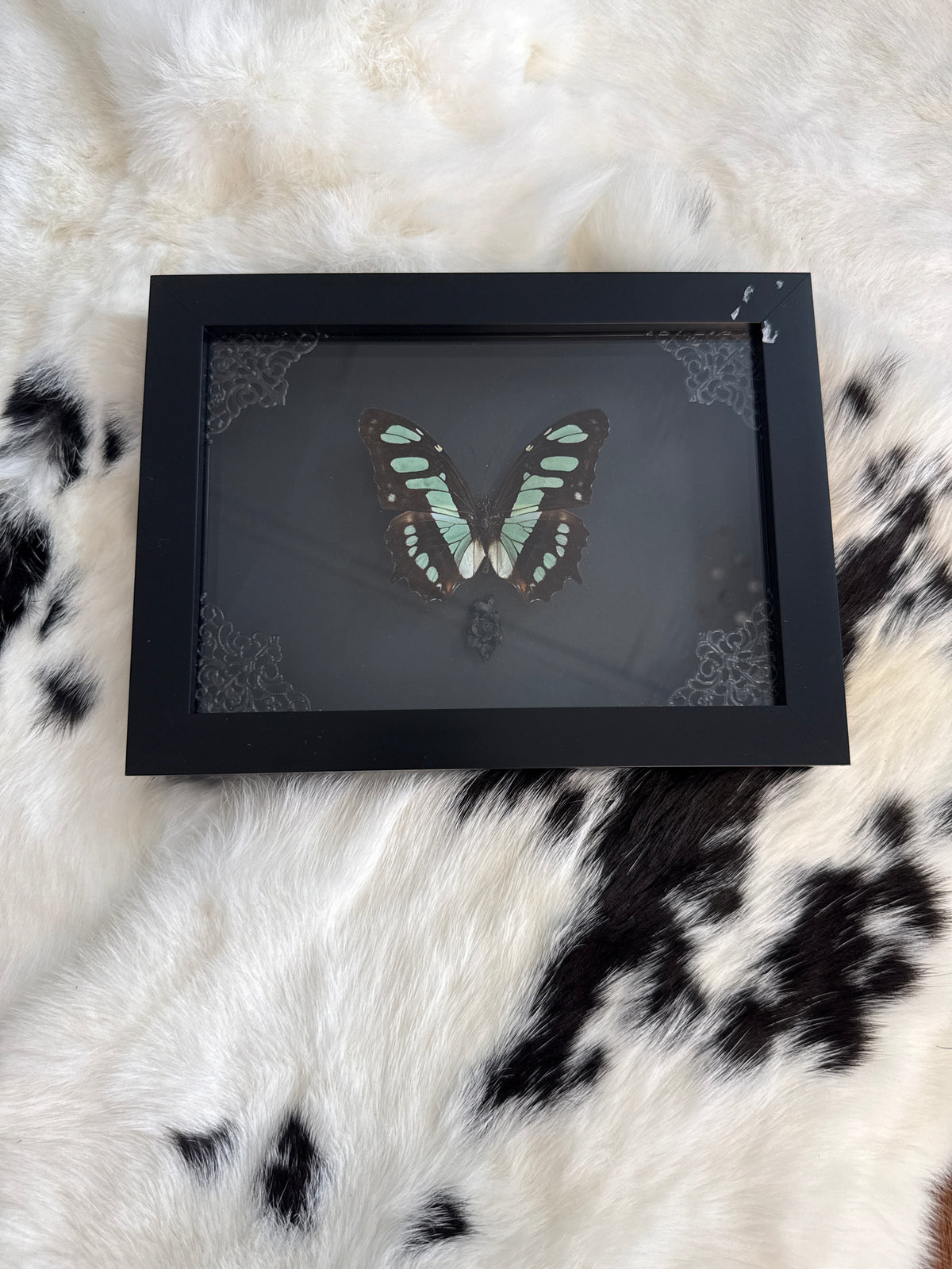 Siproeta Stelenes Butterfly in a Frame