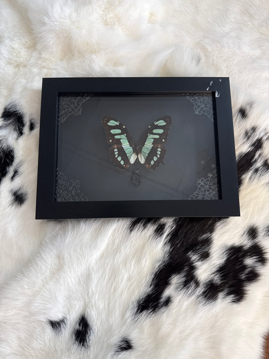 Siproeta Stelenes Butterfly in a Frame