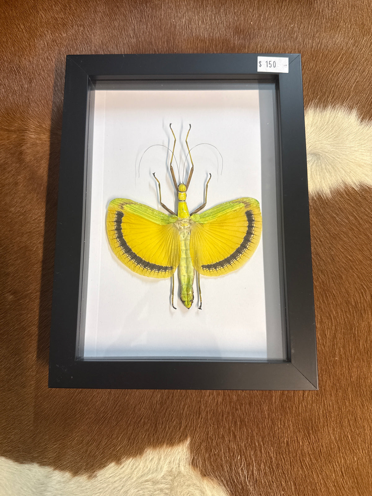 Umbrella Stick Insect (Eurynecroscia nigrofasciata) Frame