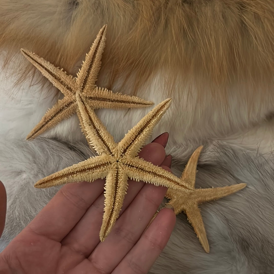 Medium Sized Starfish