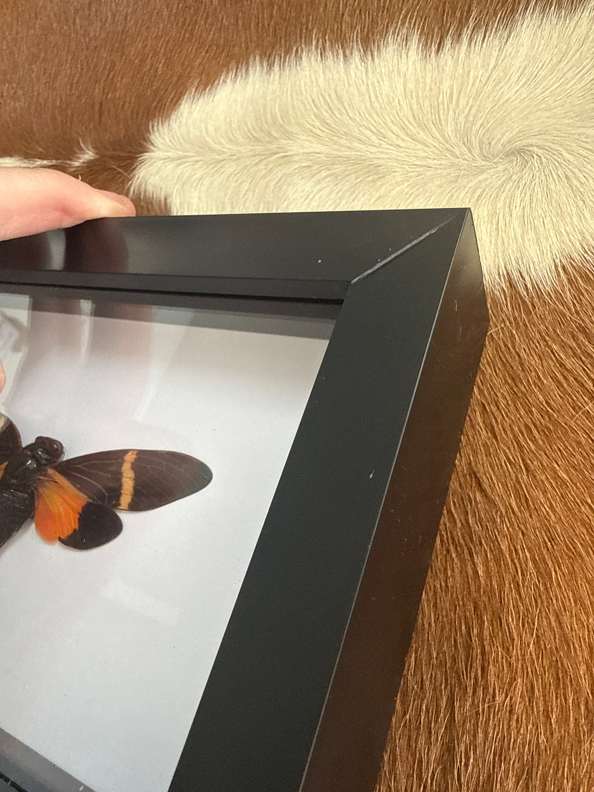 Tosena paviei Cicada in a Frame