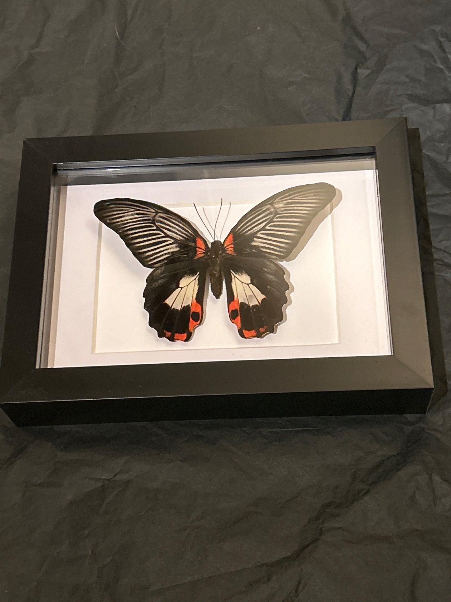 Papilio Romanzovia butterfly in a frame