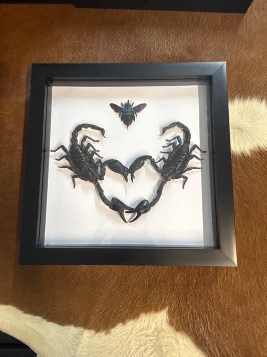Giant Forest Scorpion Heart & Carpenter Bee Frame