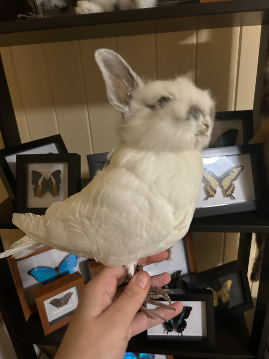 Bunny Bird "Alban'