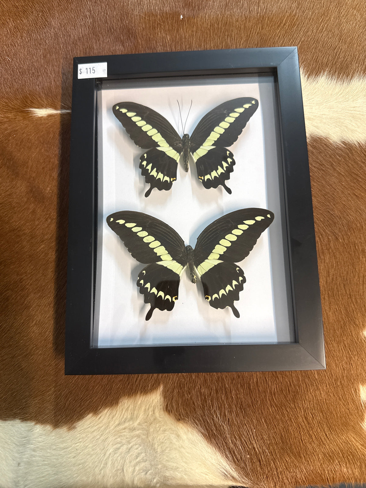 P. gigon Butterfly Duo Frame