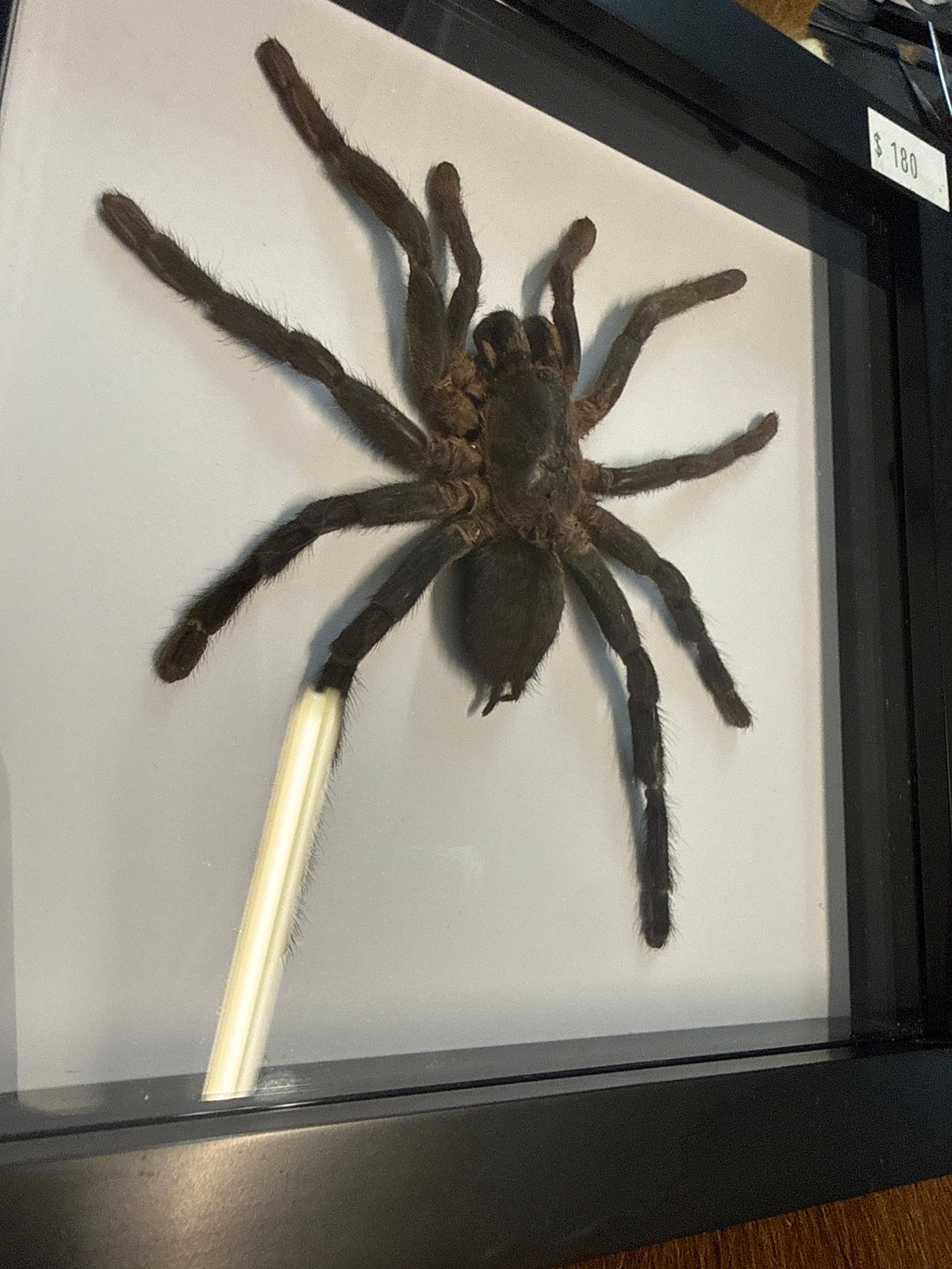 Cobolt Blue Tarantula (haplopelma Librium) in a Frame