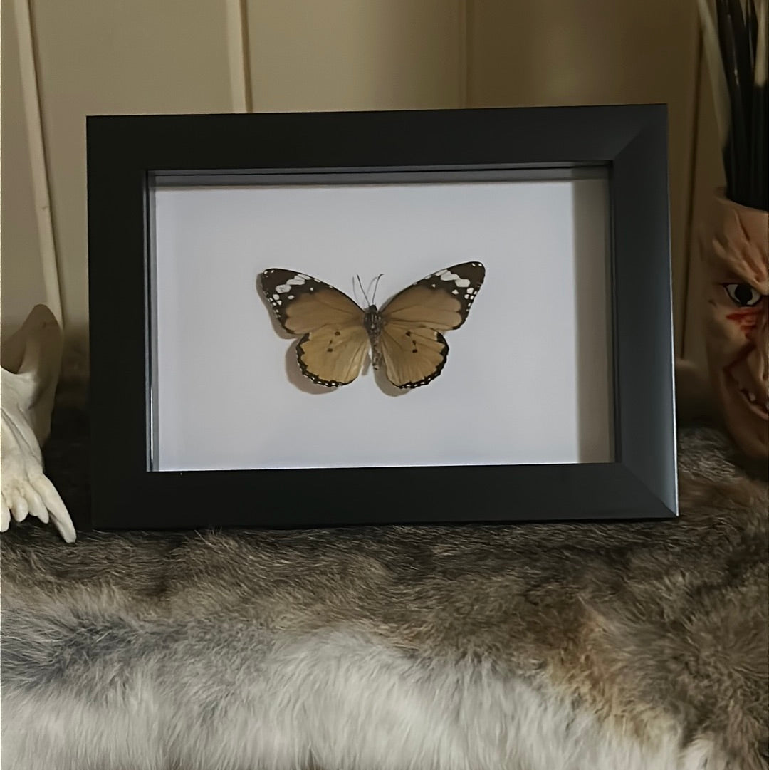 Plain Tiger Butterfly (Danaus chrysippus) in a frame
