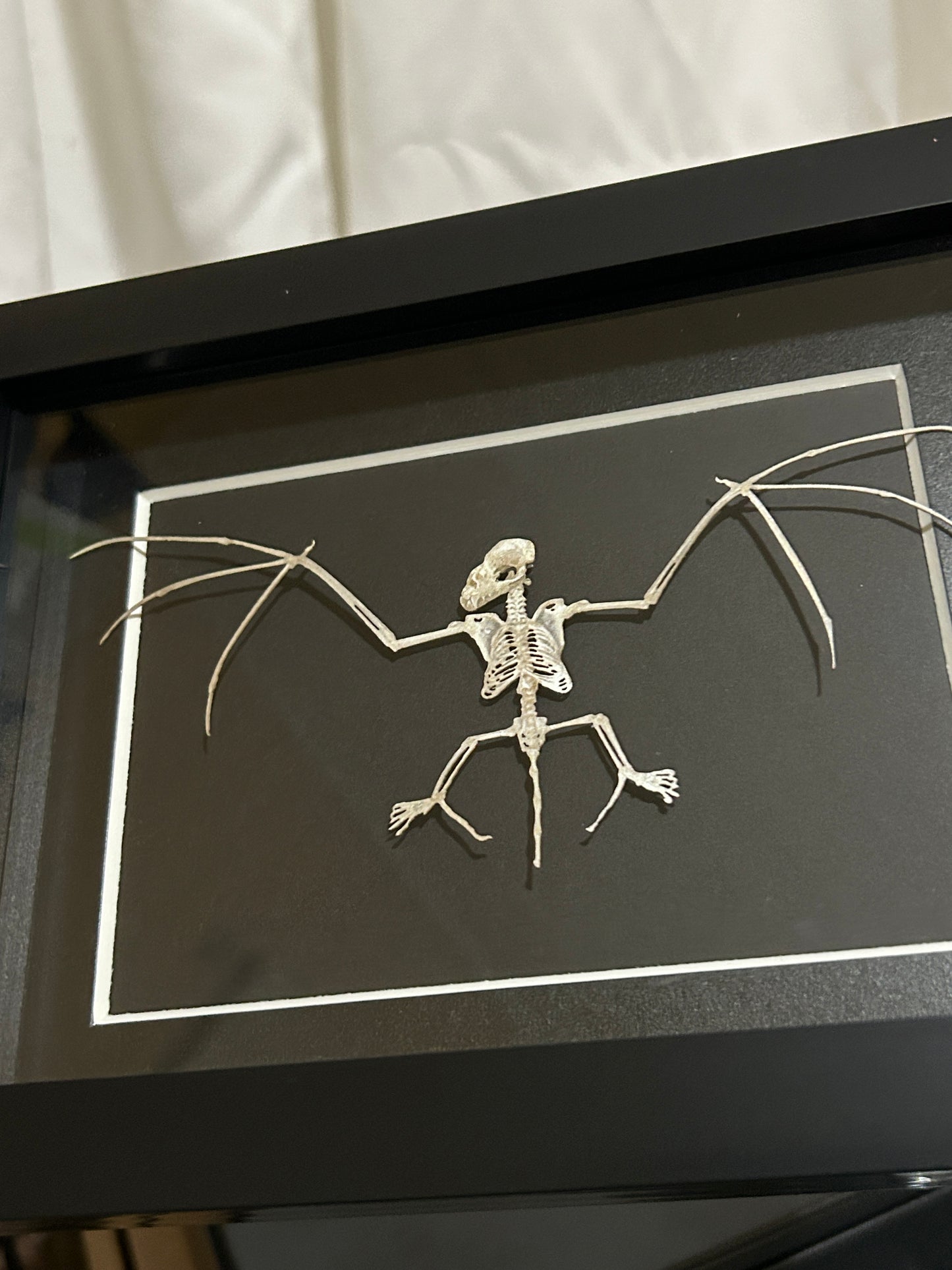 Replica Bat Skeleton Frame