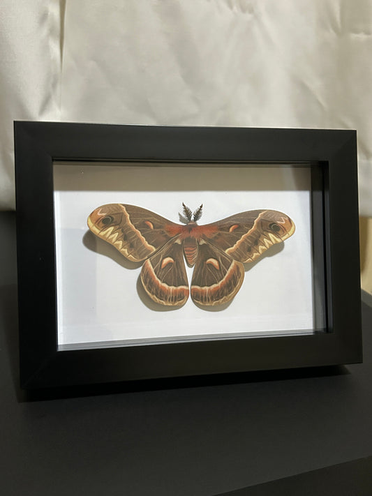 Replica Cecropia Moth (Hylaphora cecropia) in a Frame