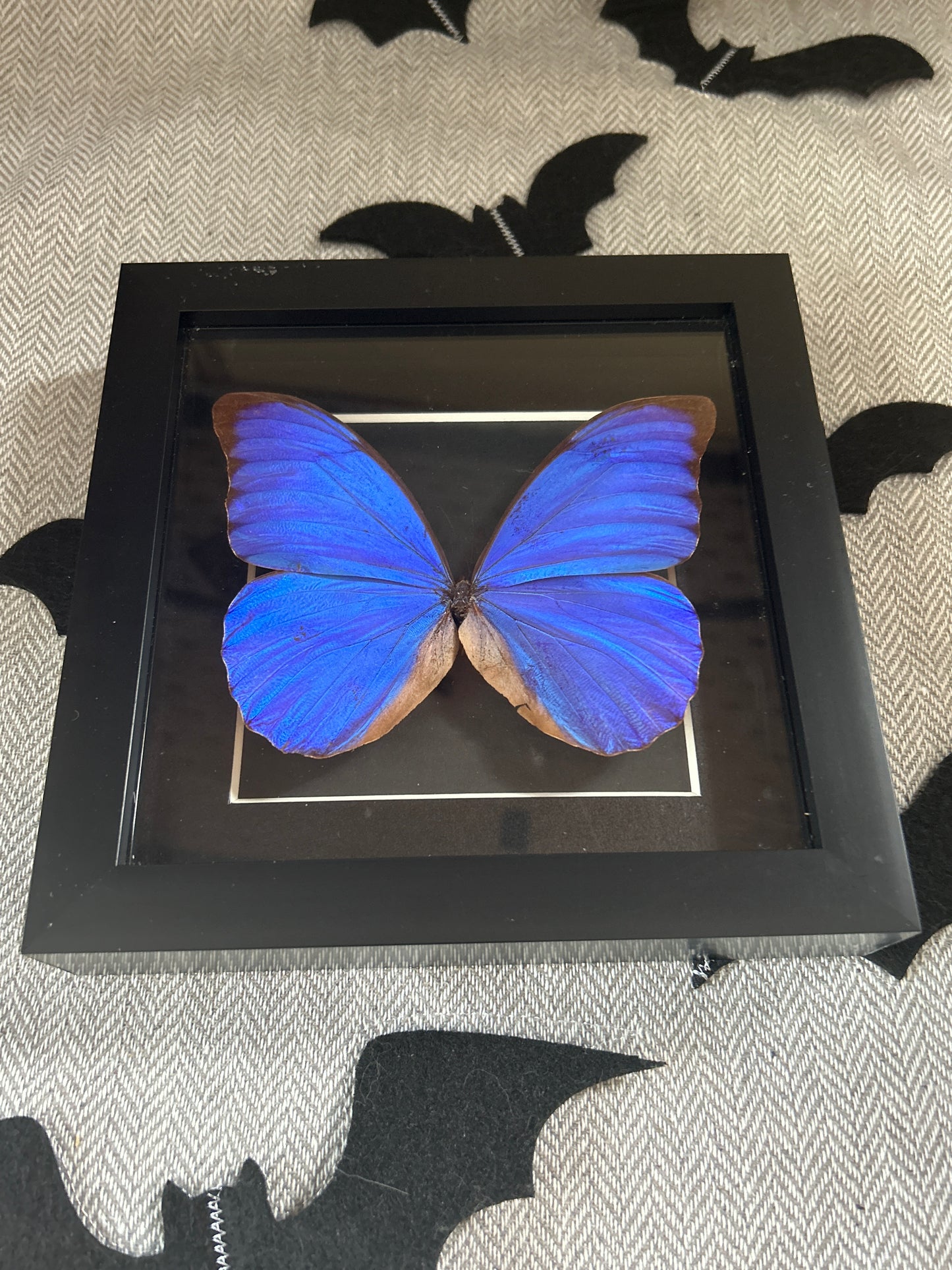 Giant Blue Morpho Butterfly Frame