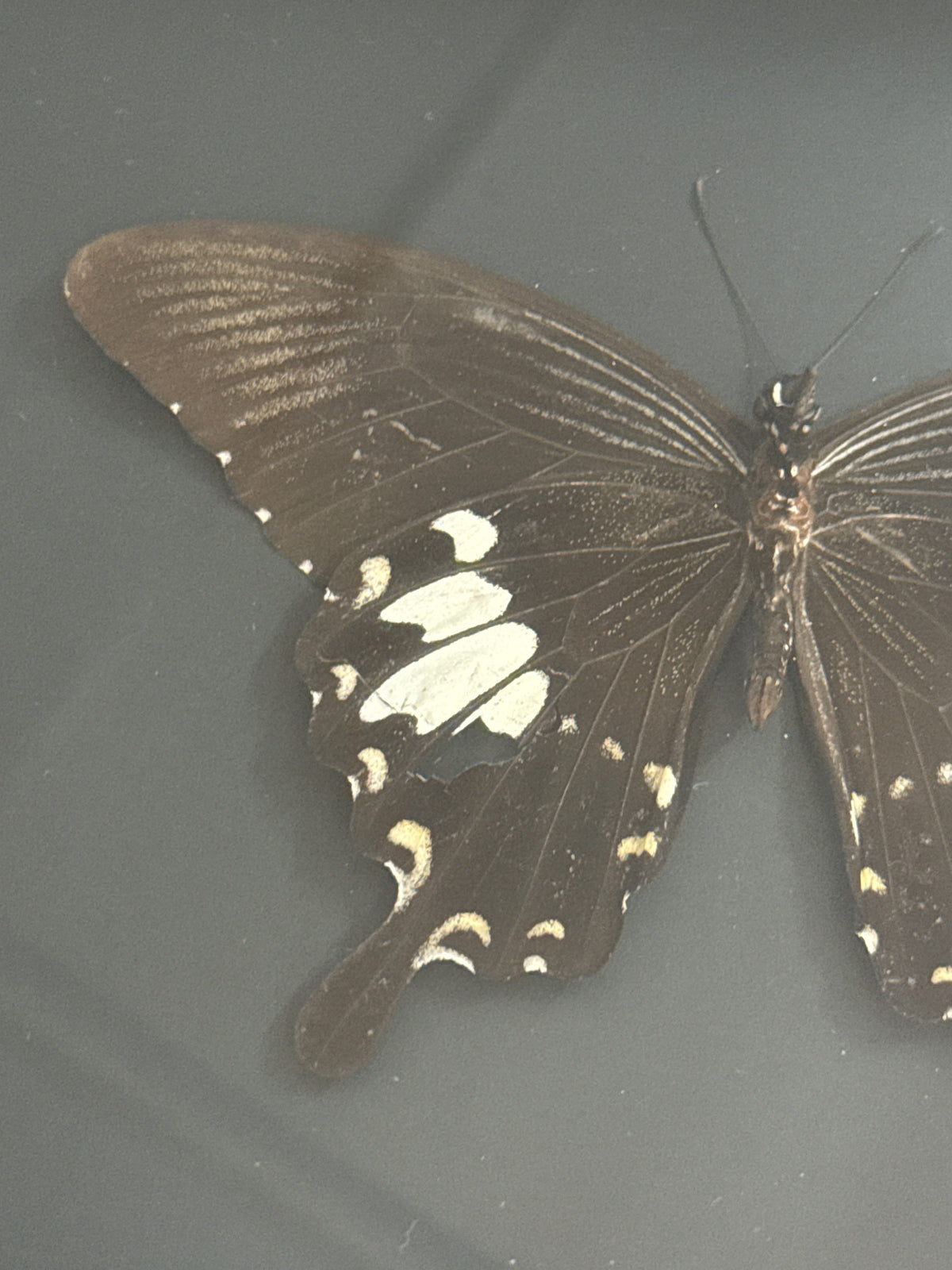 Helen Swallowtail Butterfly in a Frame