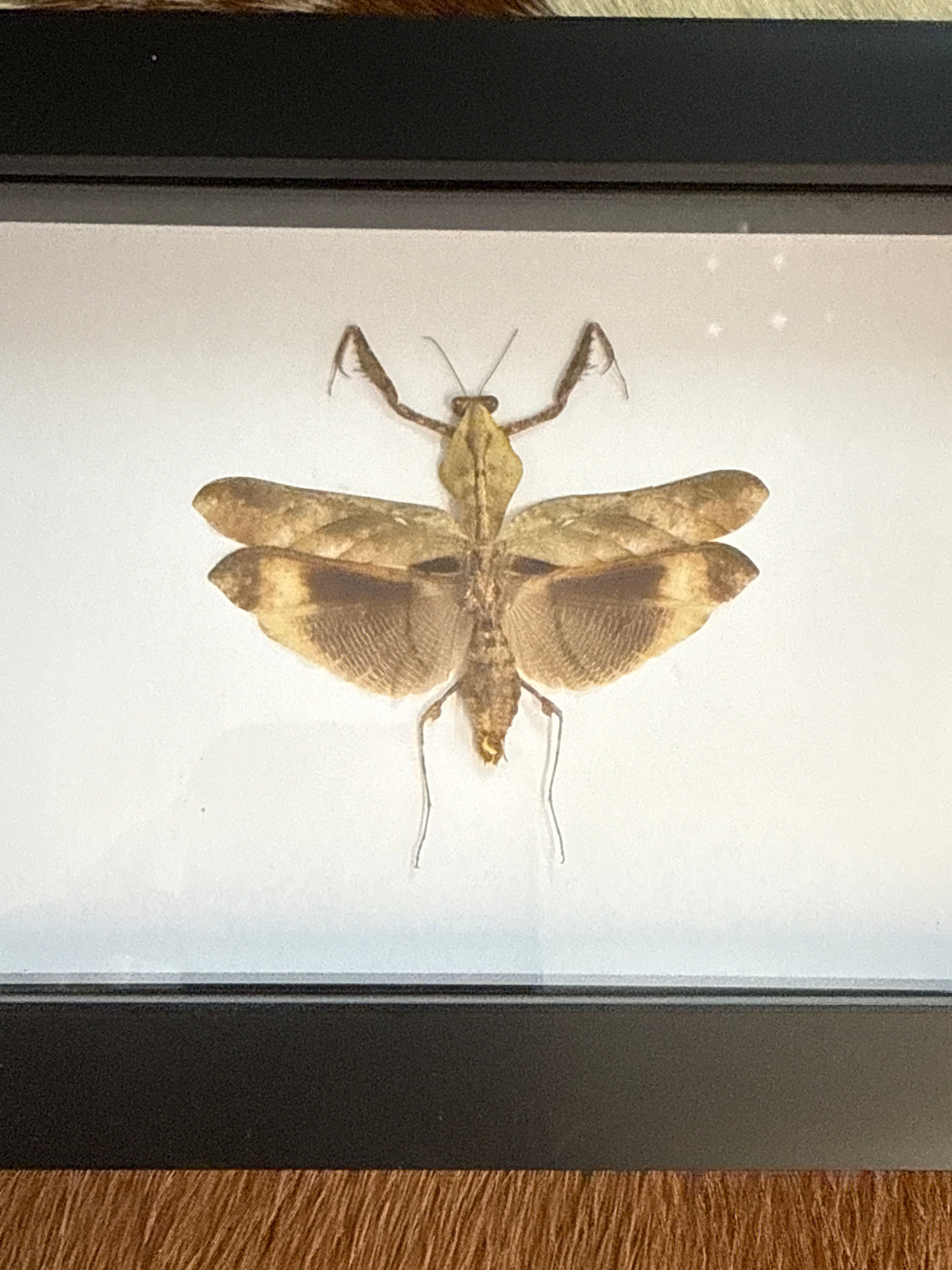 Deroplatys desiccata Praying Mantis in a Frame