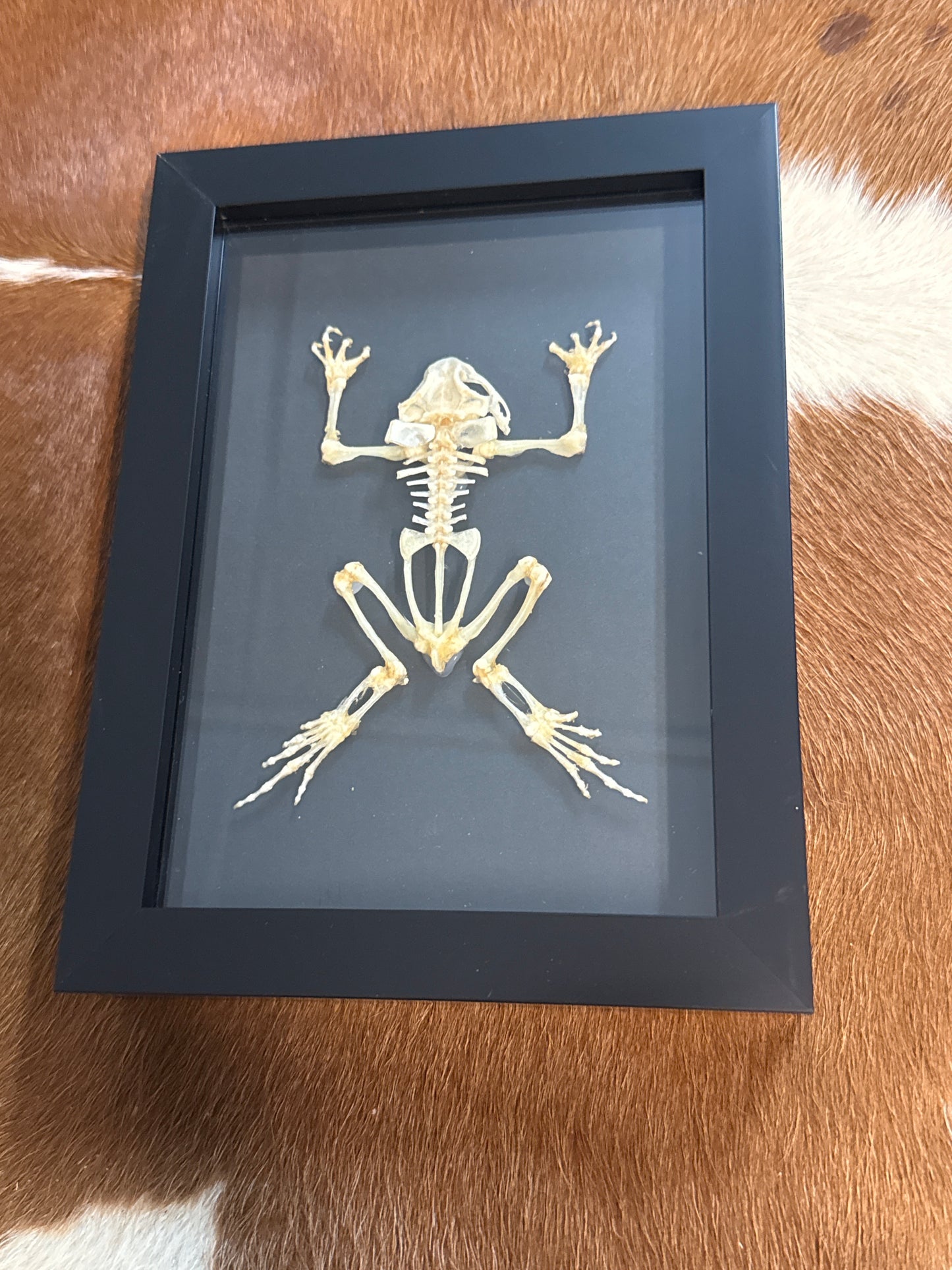 Toad Skeleton in a Frame