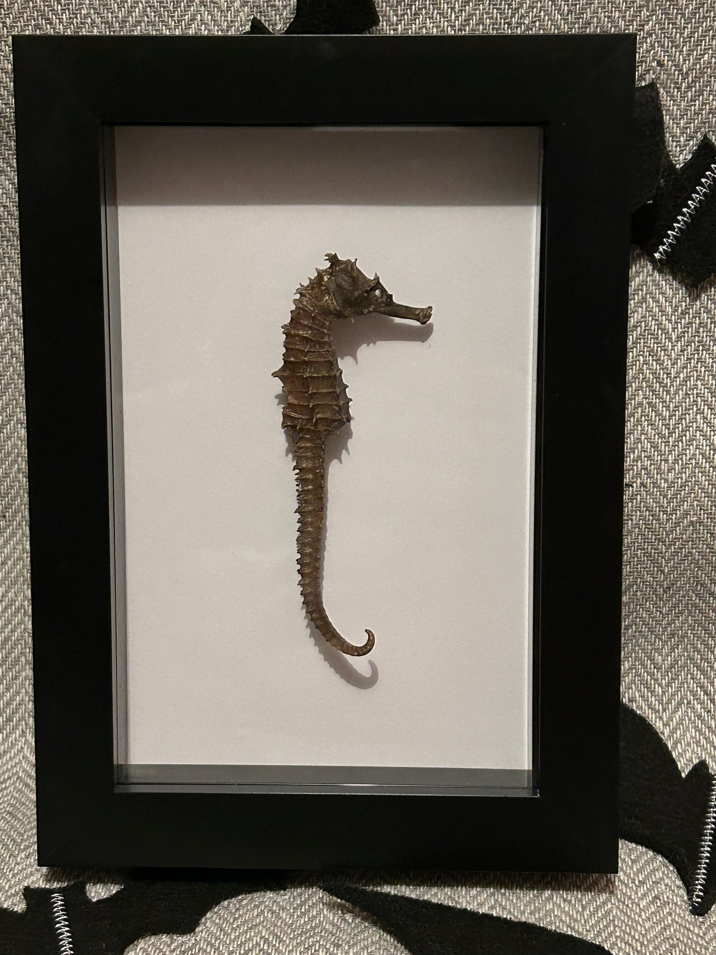 Seahorse in a Frame